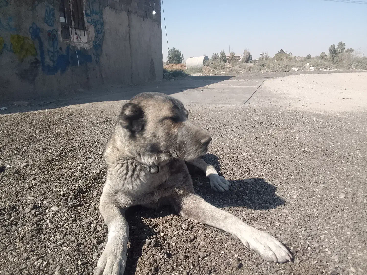 سگ افغانی ماده خطری|سگ|تهران, دکتر هوشیار|دیوار