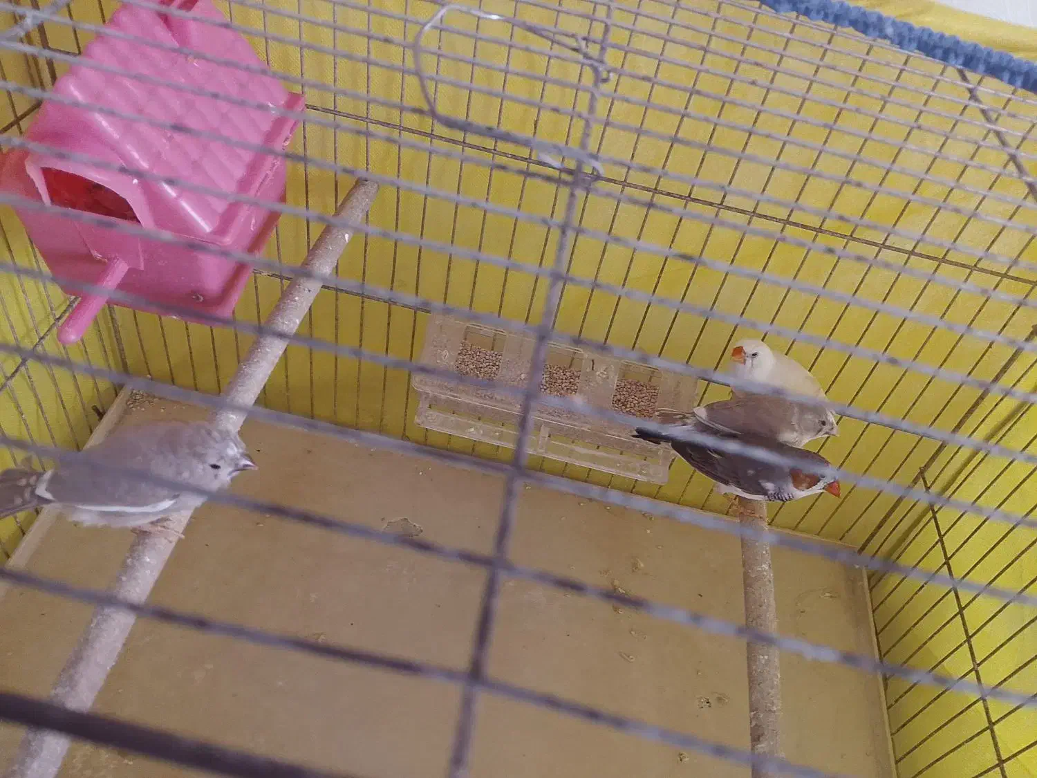 فنچ|پرنده|گلستان (تهران), |دیوار