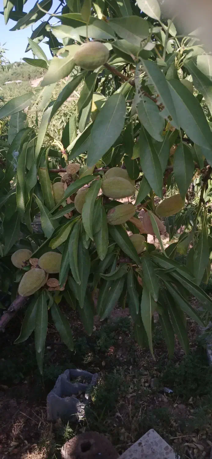 سمپاشی هرس کود دهی حرس نیسان کوددهی کود بانیسان|خدمات باغبانی و درختکاری|شهرکرد, |دیوار