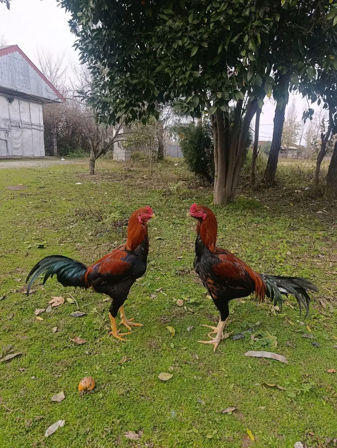 دو جفت خروس لاری|حیوانات مزرعه|رشت, لاکان|دیوار