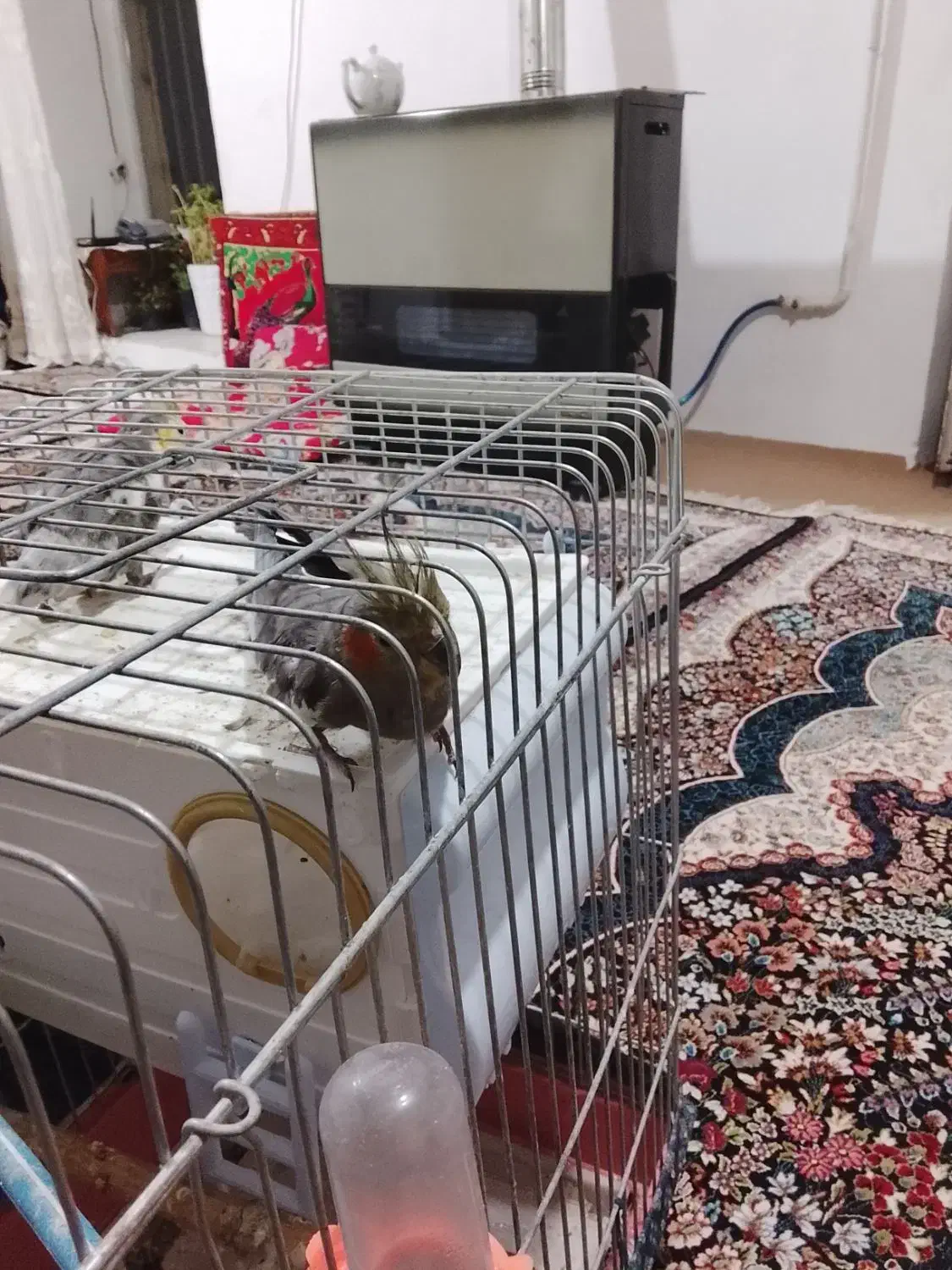 یک جفت عروس هلندی|پرنده|خلخال, |دیوار