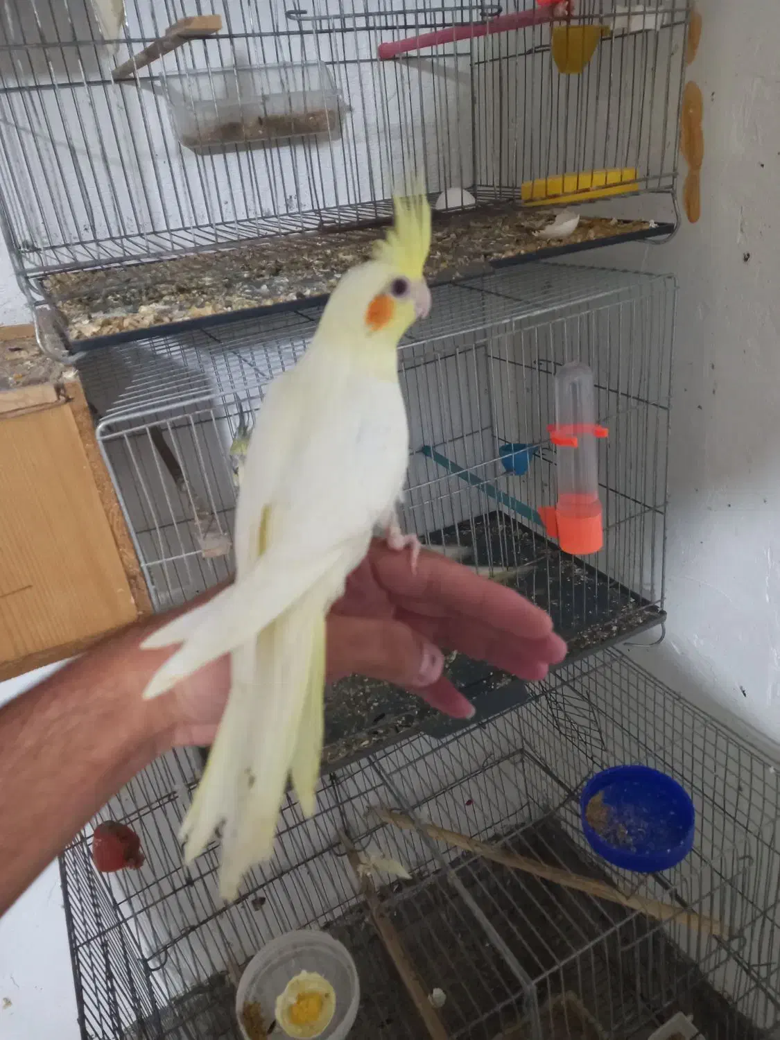 عروس هلندی از۲ماهه الی بالغ|پرنده|سنگر, |دیوار