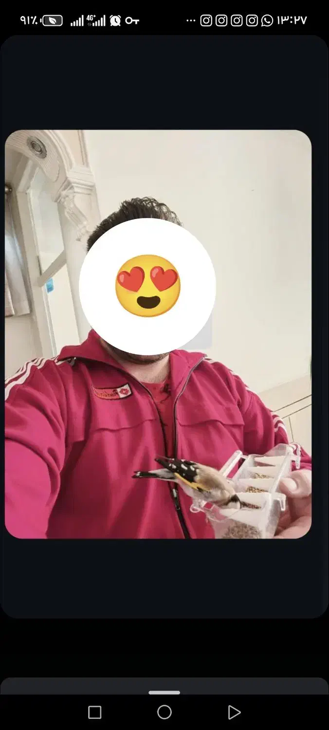 سهره نر متولد قفس|پرنده|نجف‌آباد, یزدانشهر|دیوار