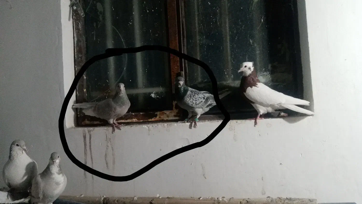 کبوتر|پرنده|کرمان, |دیوار