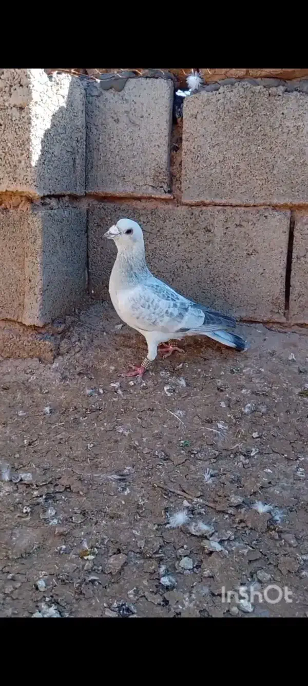 شامی نر|حیوانات|تربتحیدریه, چهارراه خواف|دیوار