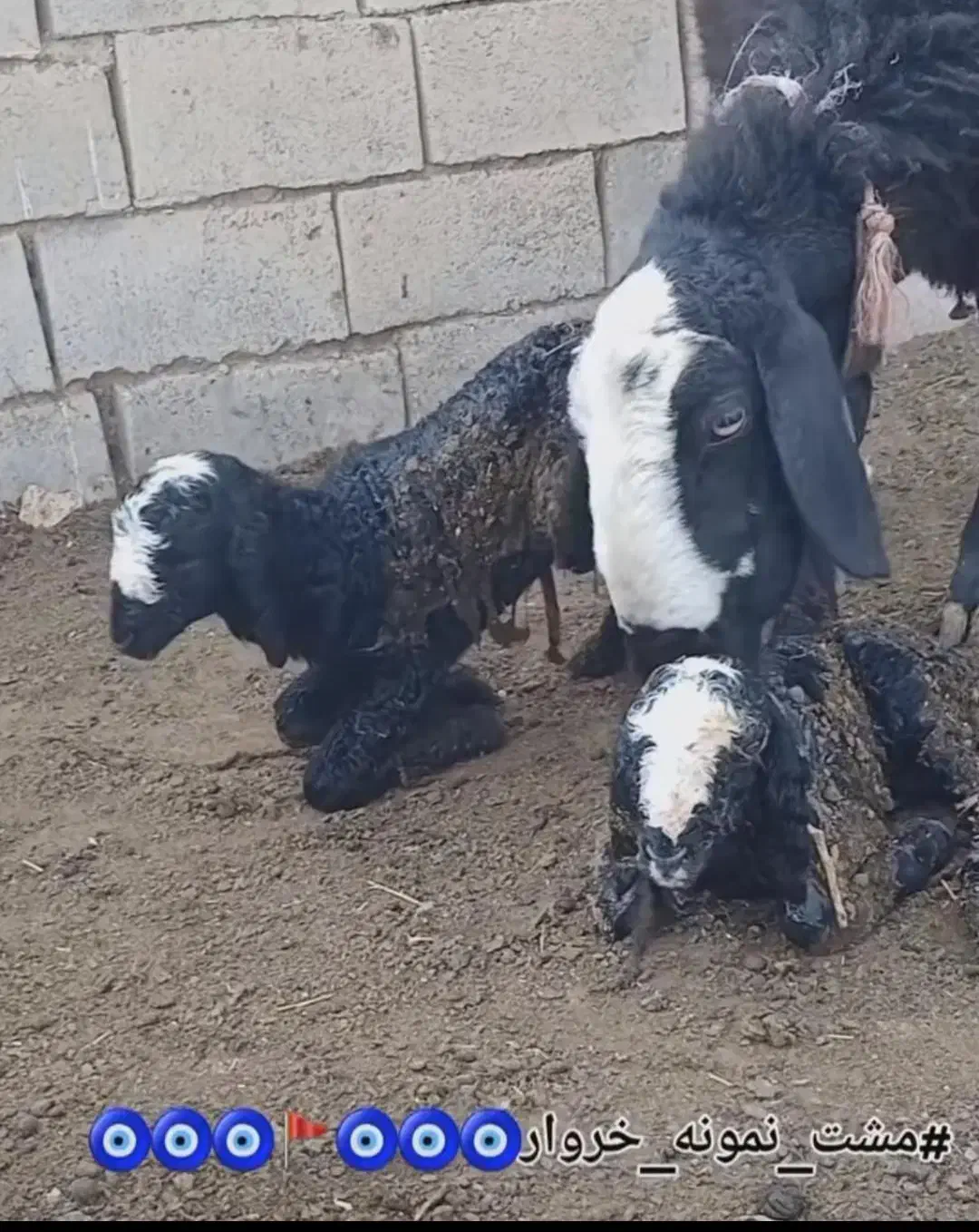 دامــپــروران ژـن گوسفند sreior|حراج|مهریز, |دیوار