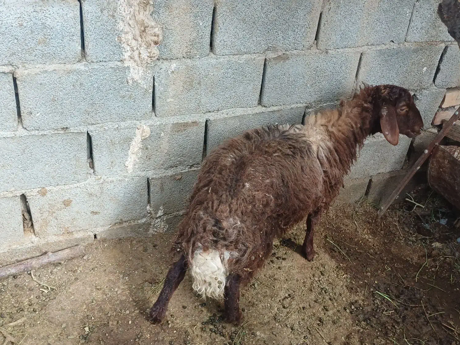 بره نر|حیوانات مزرعه|نیشابور, مازول|دیوار
