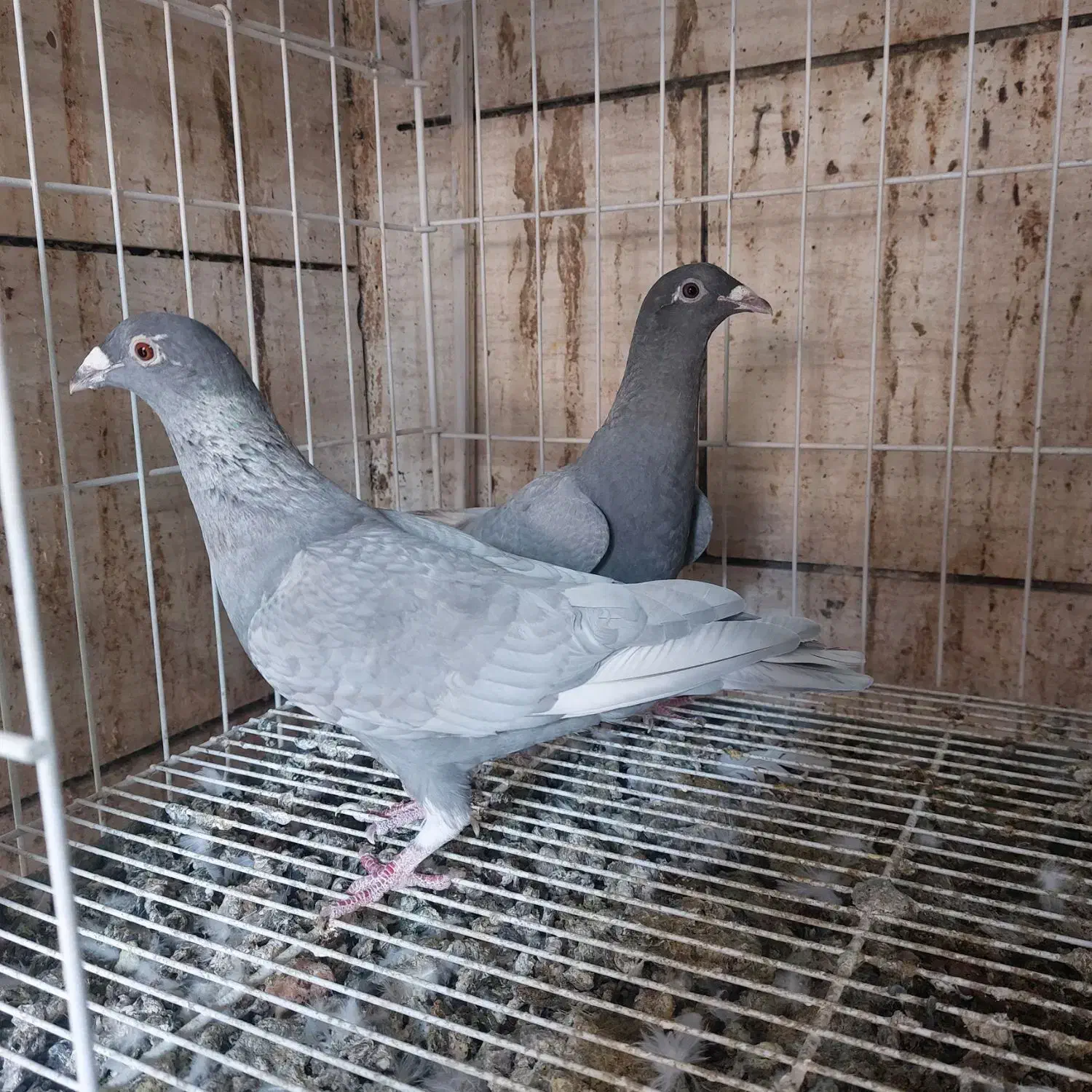 کفتر الماسی پلاکی|پرنده|شیراز, دشت چنار|دیوار