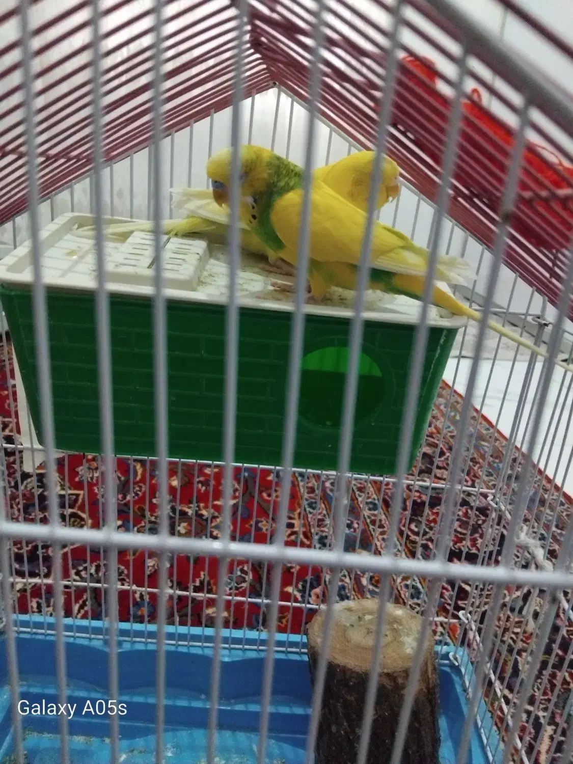 مرغ عشق (طوطی.)|پرنده|میانه, |دیوار