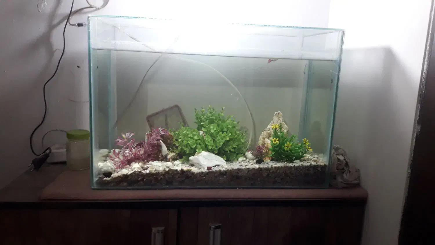 اکواریوم نو|ماهی|ملایر, |دیوار