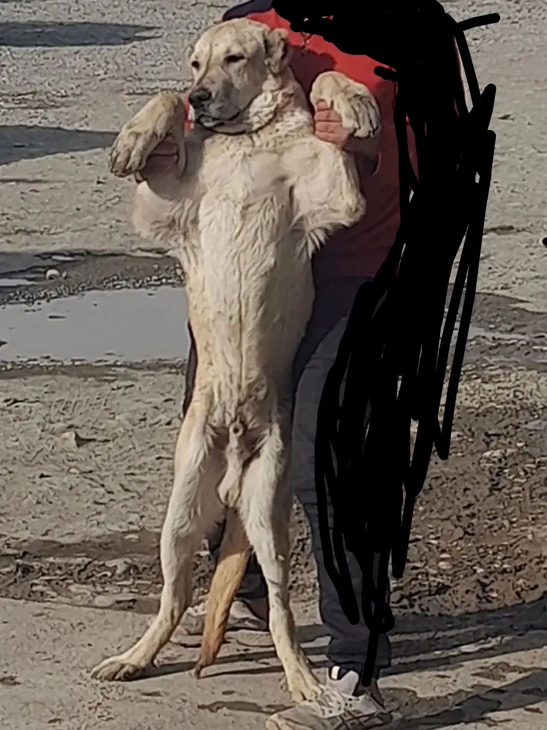 سگ سرابی گمشده|حیوانات|زنجان, |دیوار