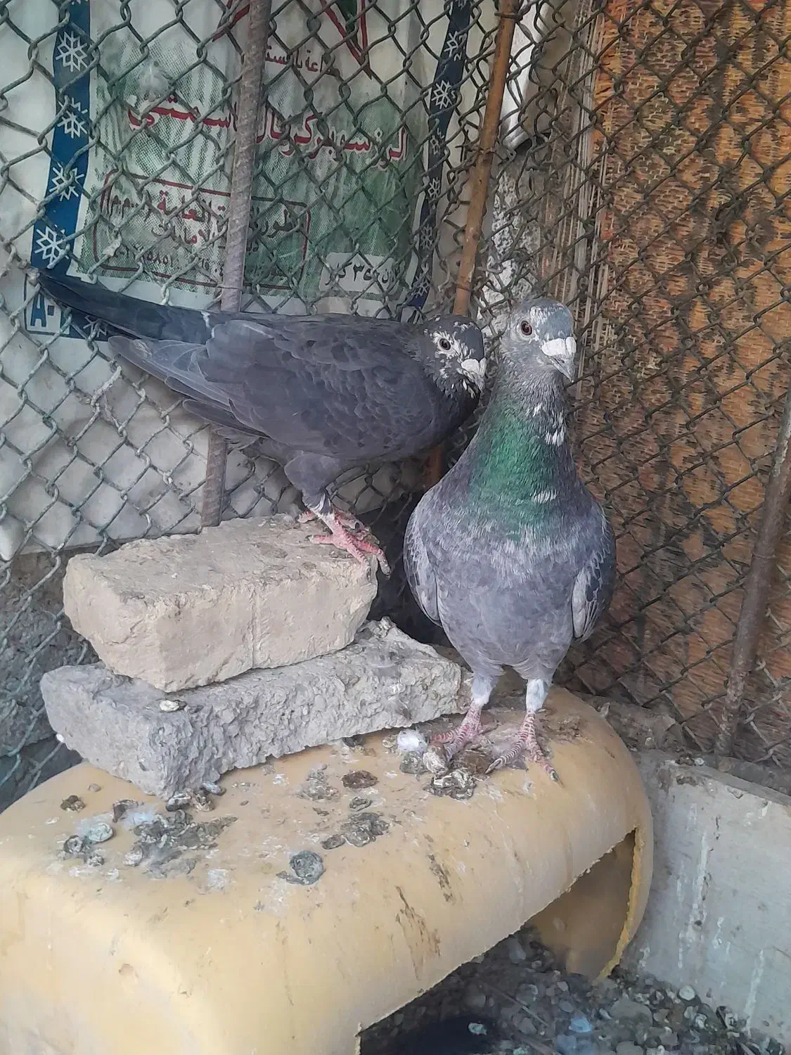 کفتر پلاکی|پرنده|مهران (هرمزگان), |دیوار