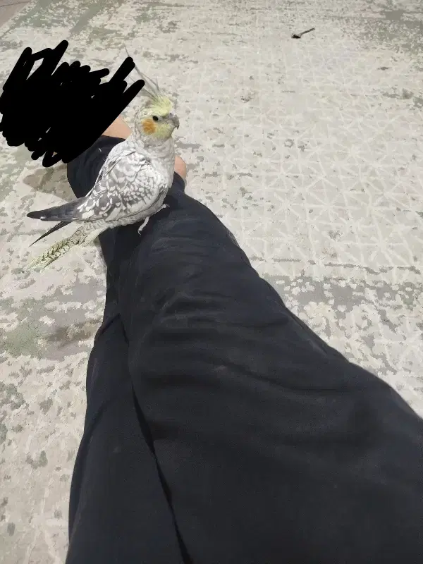 عروس ماده|پرنده|مشهد, خواجه ربیع|دیوار