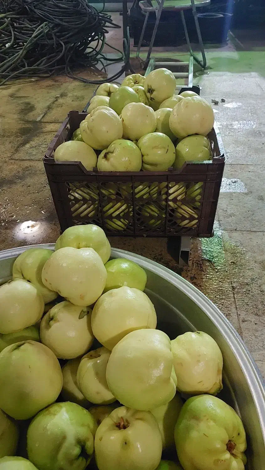 به درجه یک سپیدان|خوردنی و آشامیدنی|شیراز, شهرک گلدشت حافظ‎|دیوار