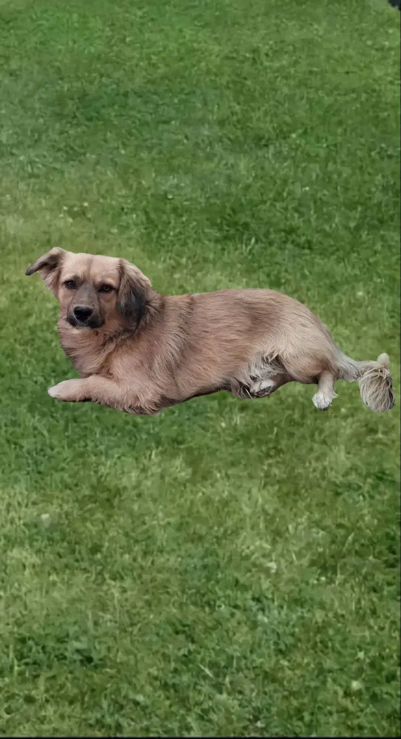 سگ پاکوتاه|سگ|تربت جام, شاهد|دیوار