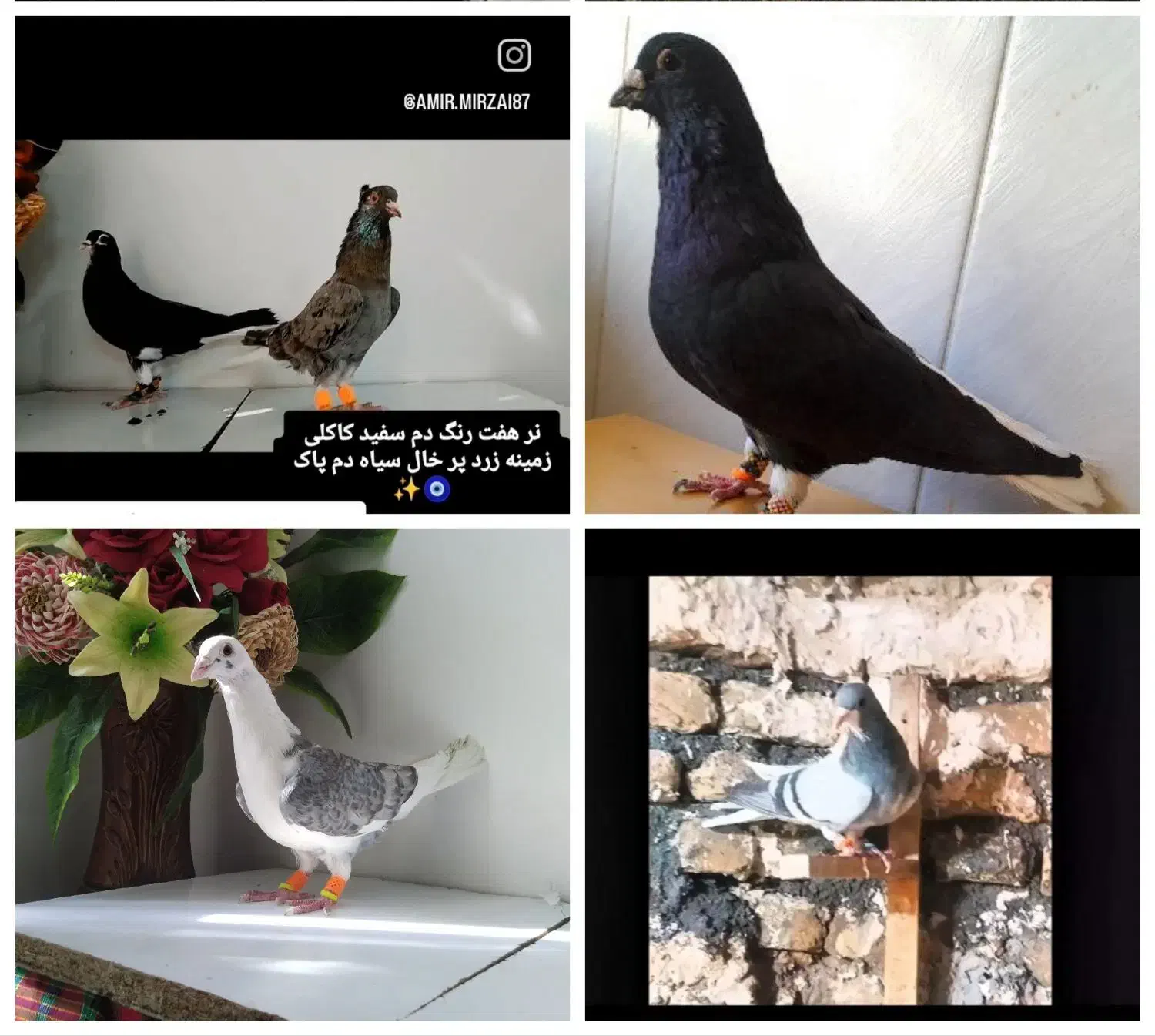 ۵ تا کفتر|پرنده|تربتحیدریه, یحیی آباد|دیوار