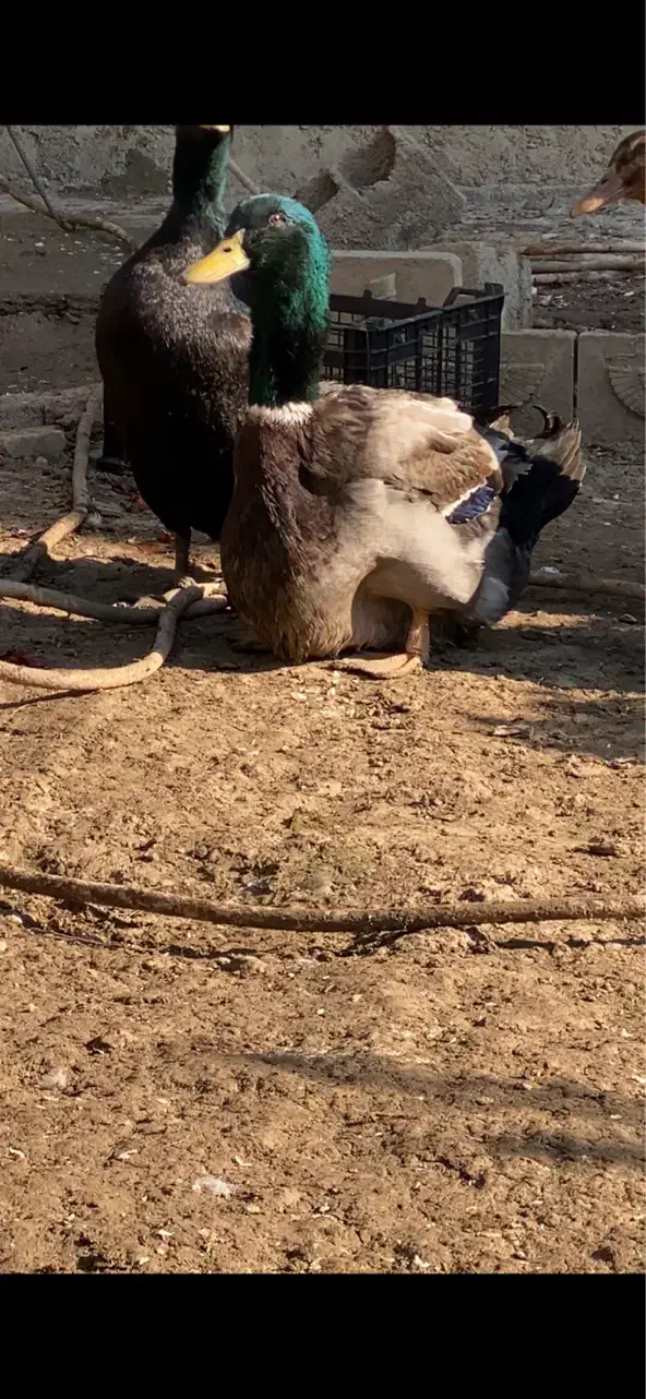 اردک مسکویی دودی و روئن فرانسه کیفیت بالا|پرنده|قائم‌شهر, |دیوار