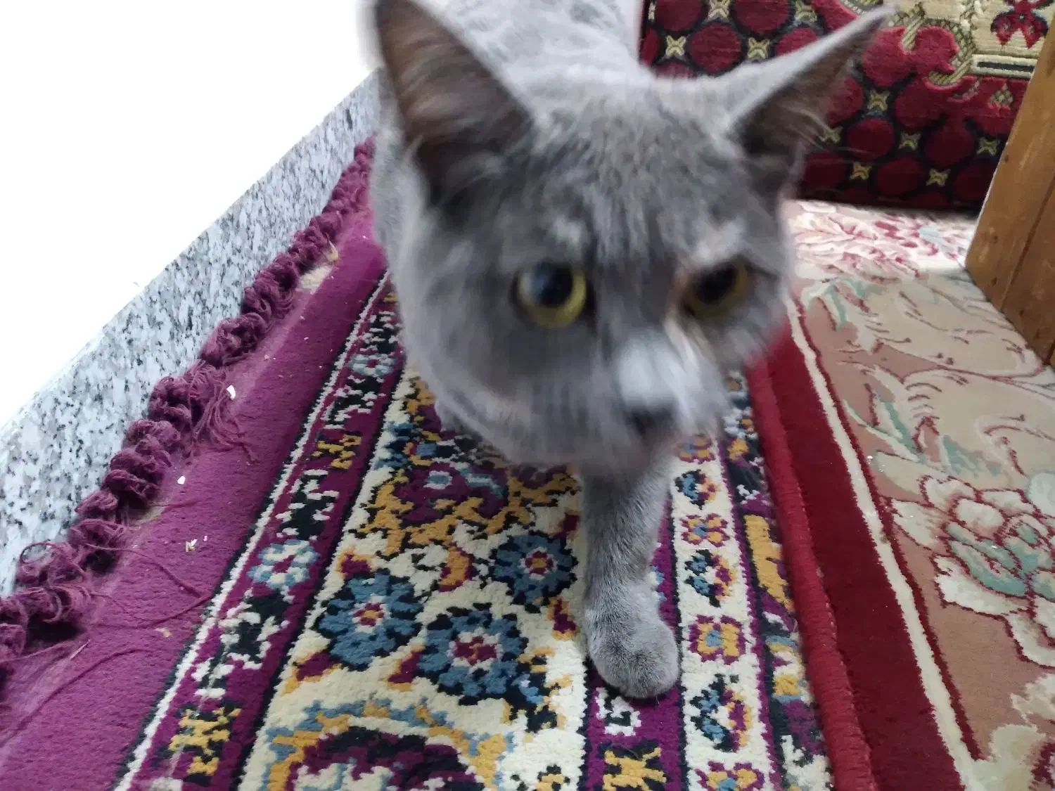 گربه نژاد داربسیار خوشکل رام|گربه|بابل, |دیوار