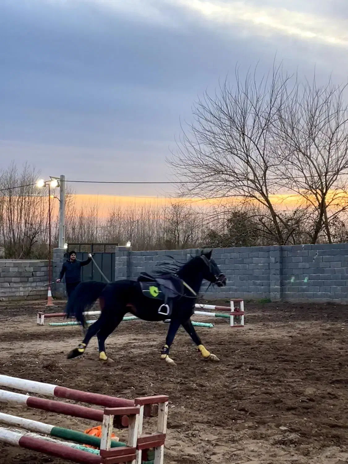 اسب نریون کرد مشکی|اسب و تجهیزات اسبسواری|کیاشهر, |دیوار