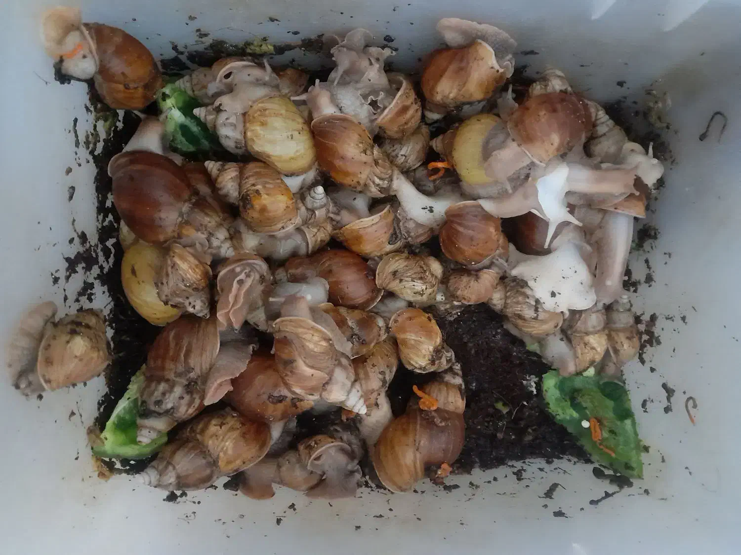 حلزون ها|خزنده|کرج, گلشهر|دیوار