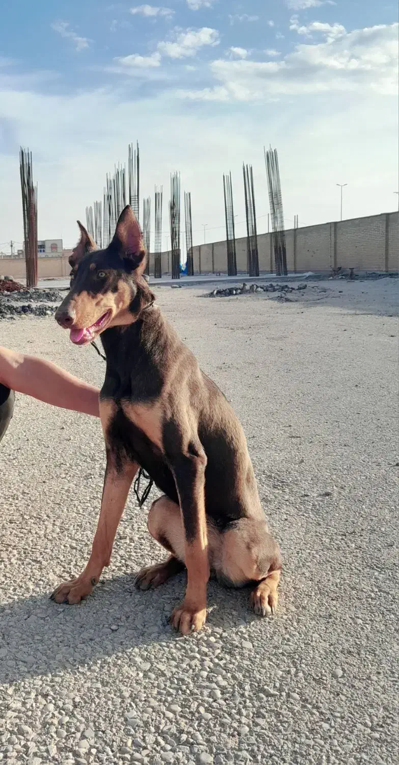 سگ دوبرمن|سگ|بندر امام خمینی, |دیوار