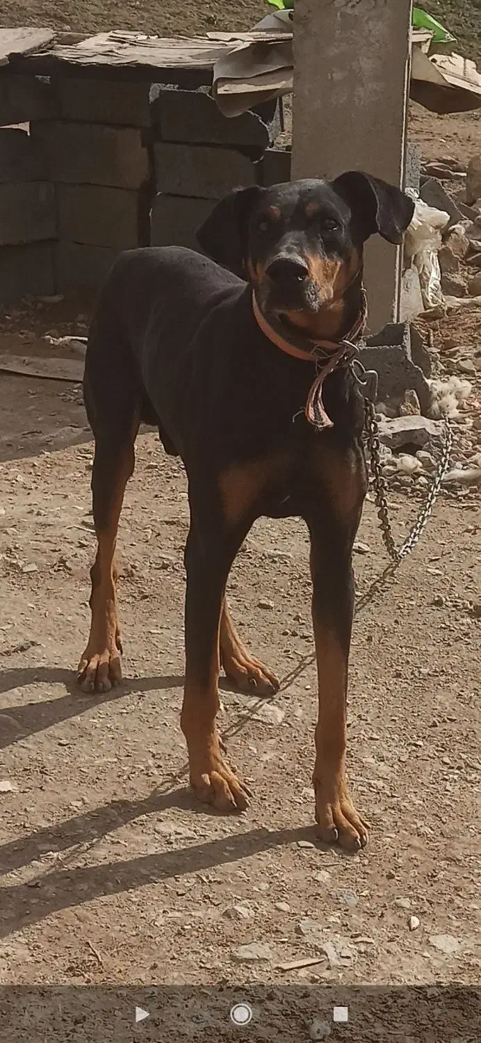 واگذاری دوبرمن|سگ|خرم‌آباد, |دیوار