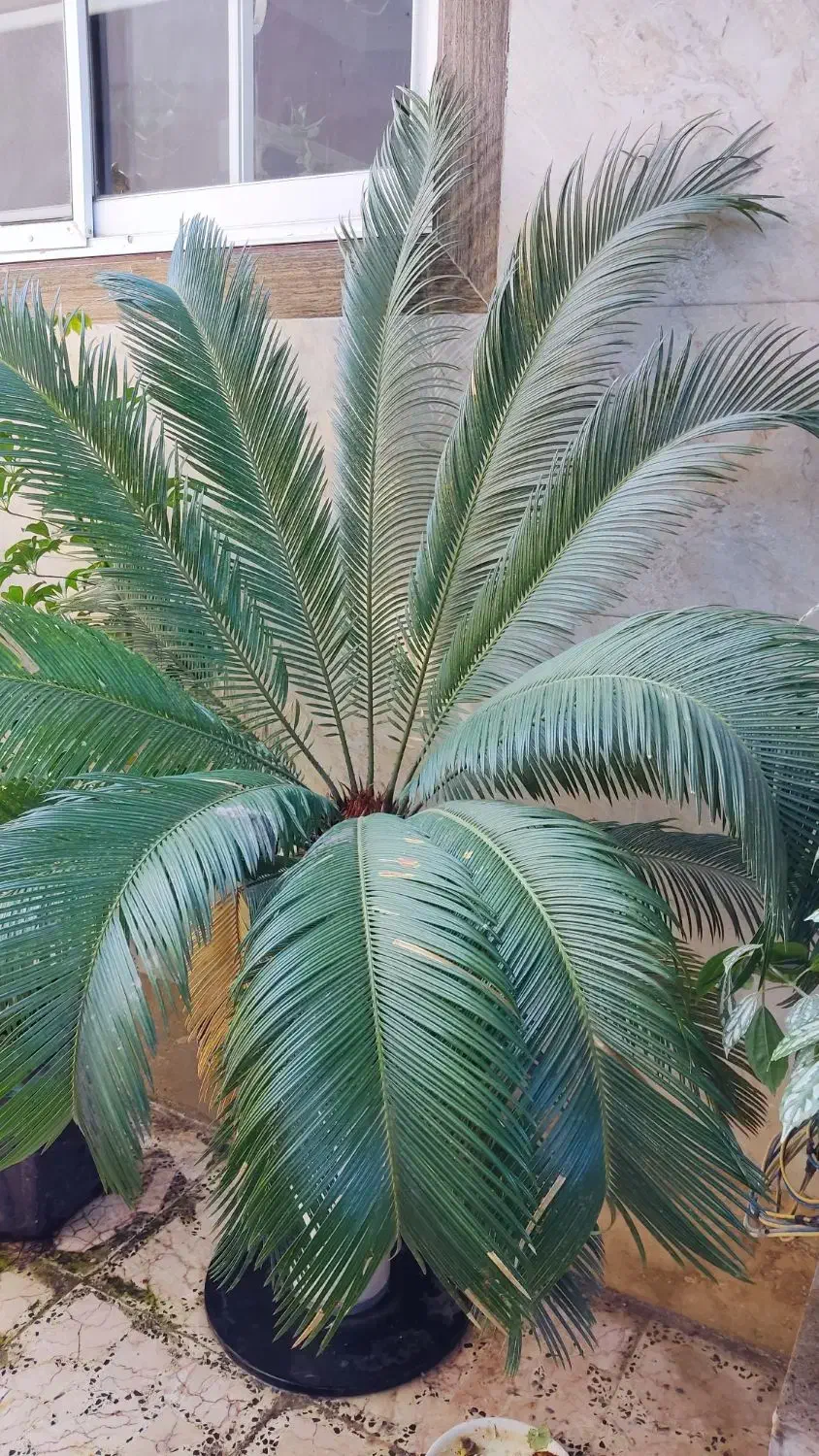 گل های زینتی|گل و گیاه طبیعی|رضوانشهر, |دیوار