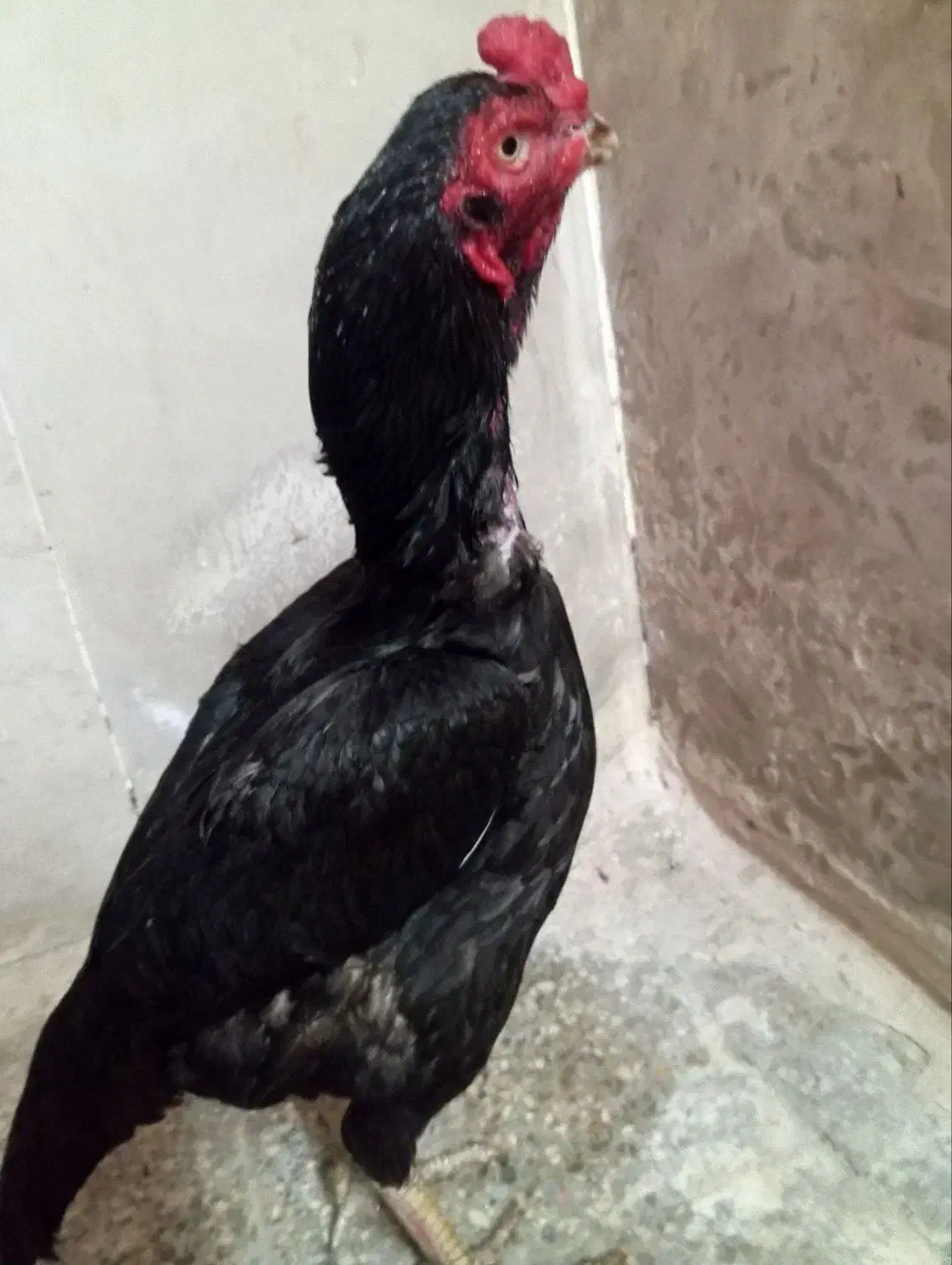 خروس|حیوانات مزرعه|بندرعباس, |دیوار