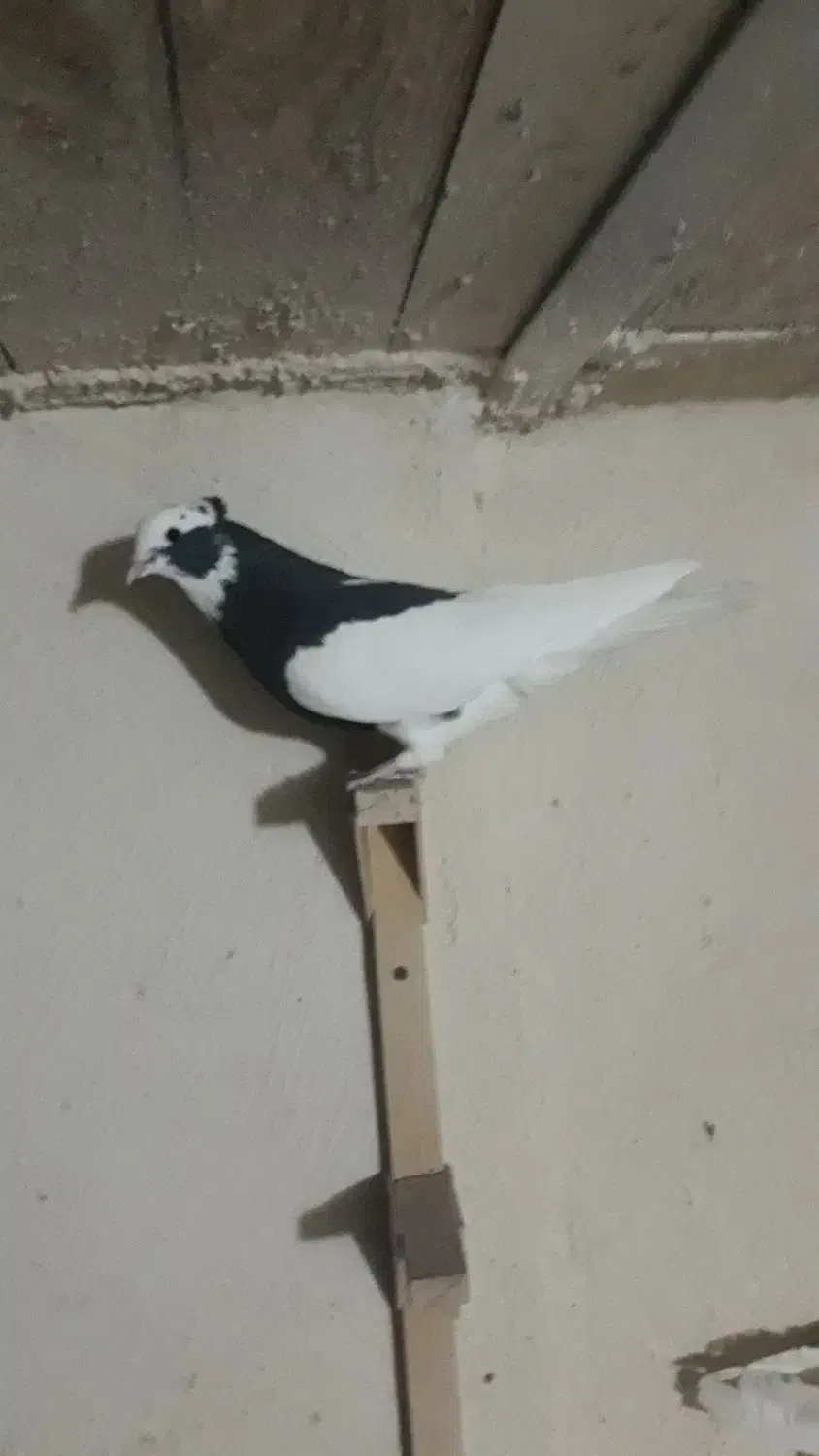 کبوتر  طوقی    زرقان|پرنده|شیراز, رکنآباد|دیوار