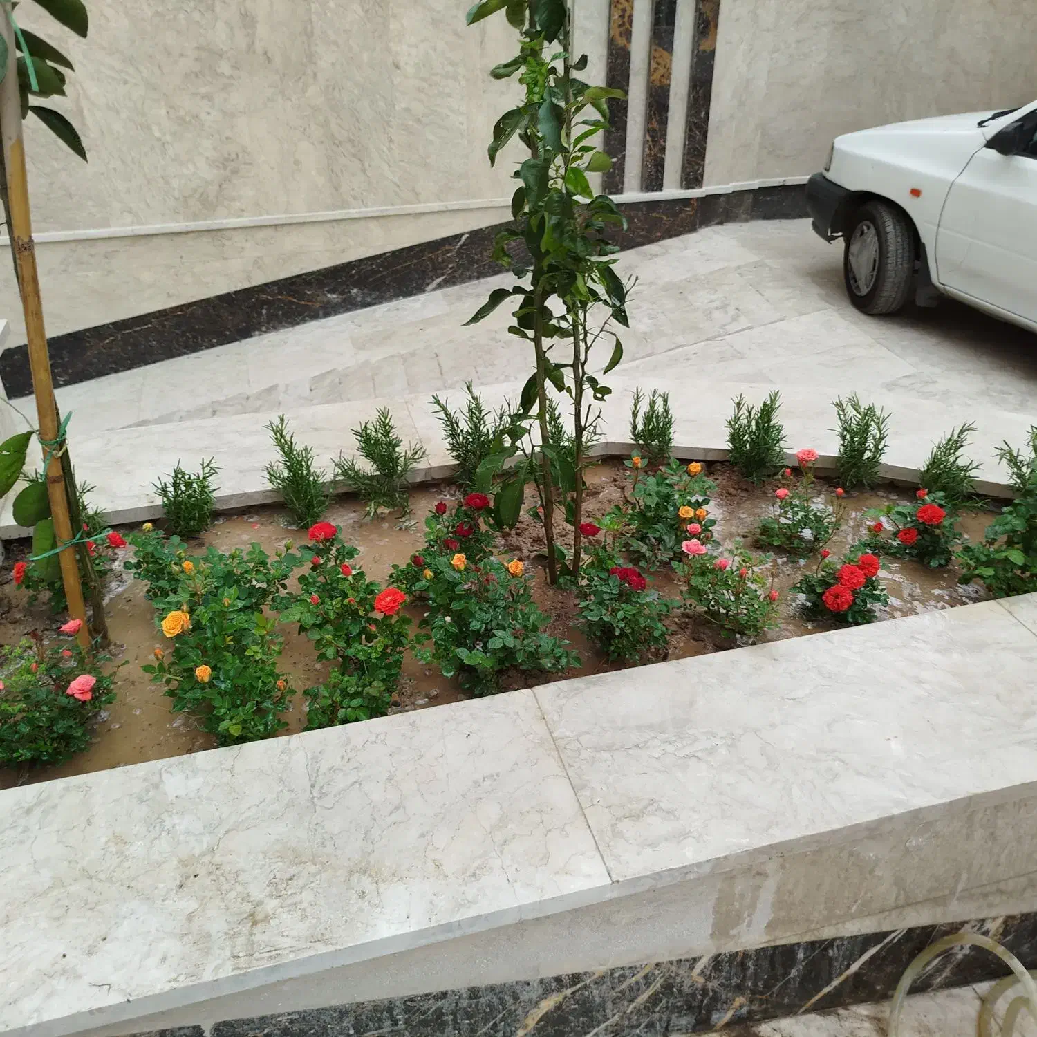 خدمات باغبانی وهرس کاری و تعویض خاک گلدان|خدمات باغبانی و درختکاری|تهران, تهرانسر مرکزی|دیوار