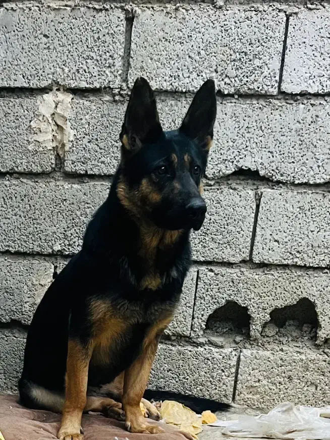 ژرمن|سگ|فردیس, فرامرزیه|دیوار