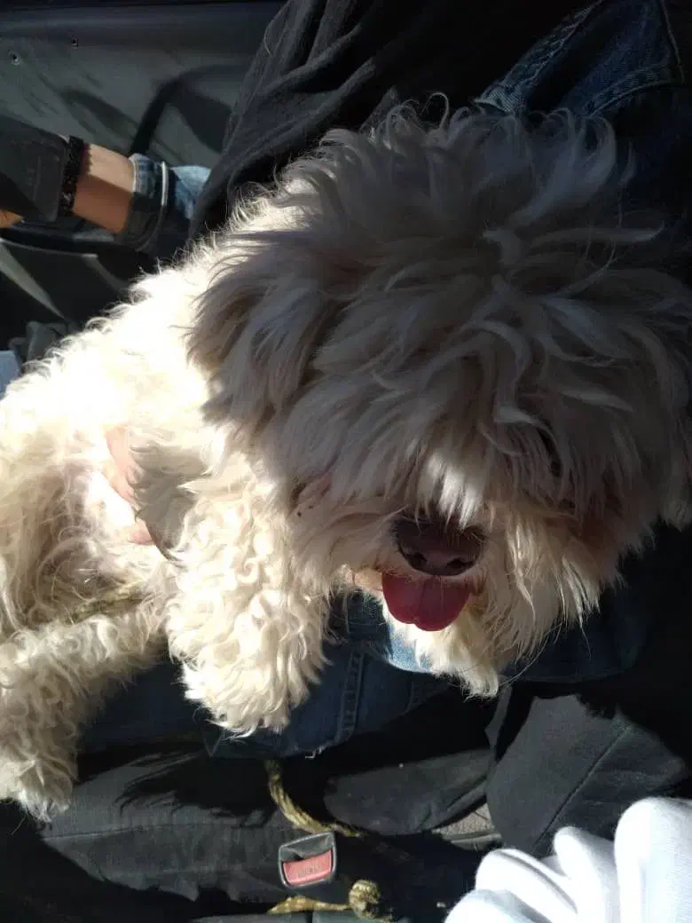 سگ خارجی|سگ|خرم‌آباد, |دیوار