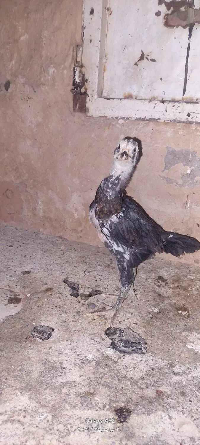 جوجه لاری|حیوانات مزرعه|خاوران, |دیوار