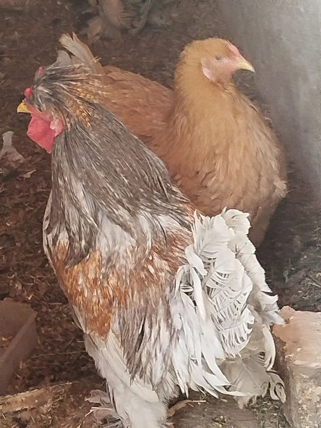 تخم مرغ نطفه دار نژاد برهما|حیوانات مزرعه|ساوه, |دیوار