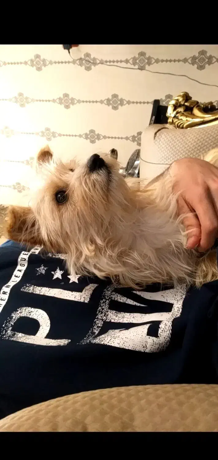 واگذاری سگ|سگ|ملایر, |دیوار