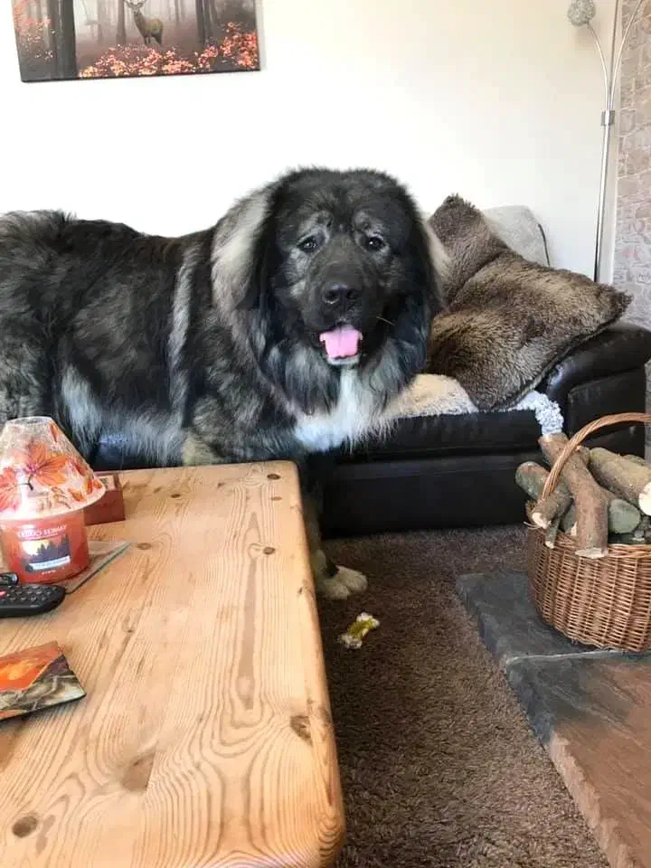 سگ سراب سگ‌ پژدر و ژرمن شپرد|سگ|ماهدشت, |دیوار