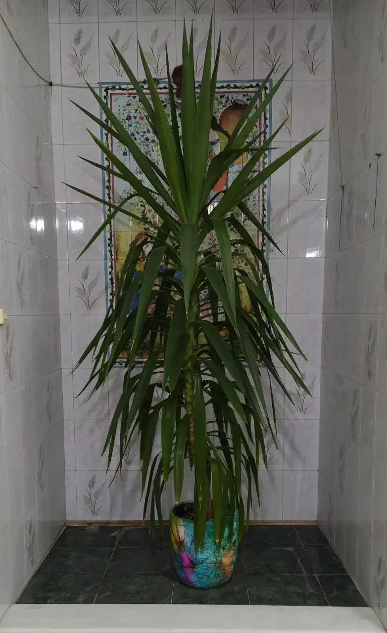 گل یوکا با قد. و ارتفاع 2/50 دو متر پنجاه|گل و گیاه طبیعی|شیراز, نصر|دیوار