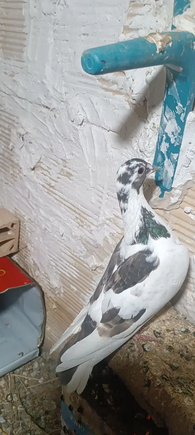 کفتر صید|پرنده|مشهد, نظام دوست|دیوار