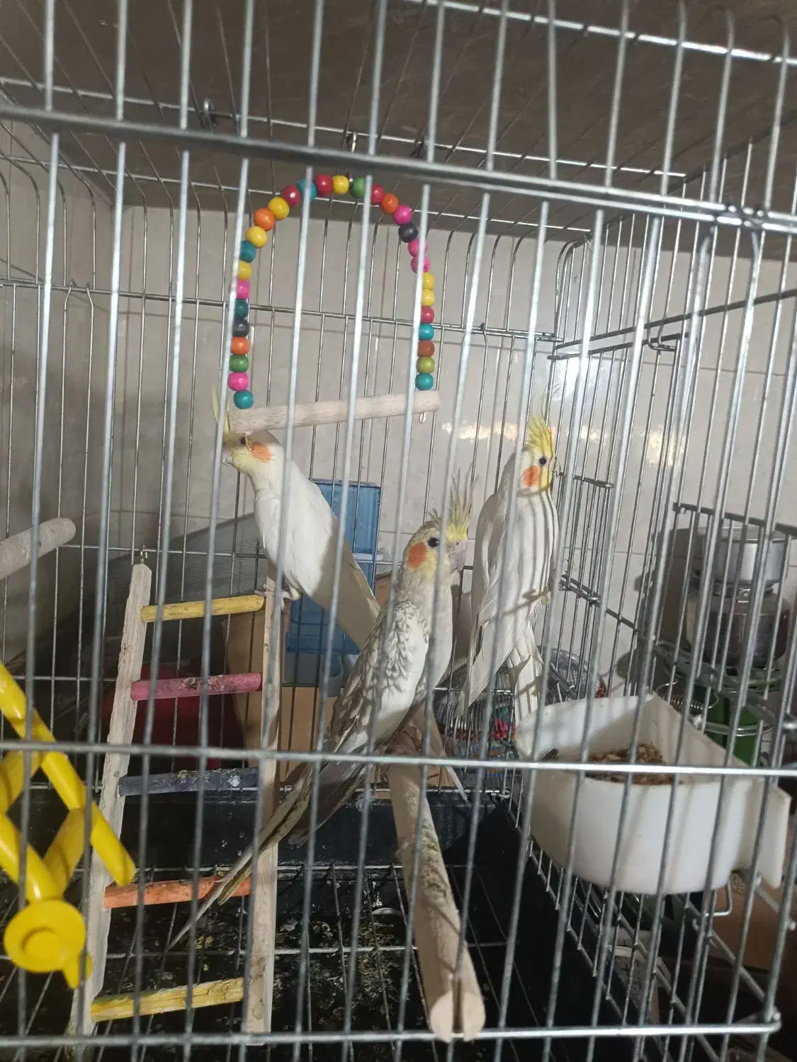 عروس هلندی و قناری|پرنده|مرودشت, ژیان|دیوار