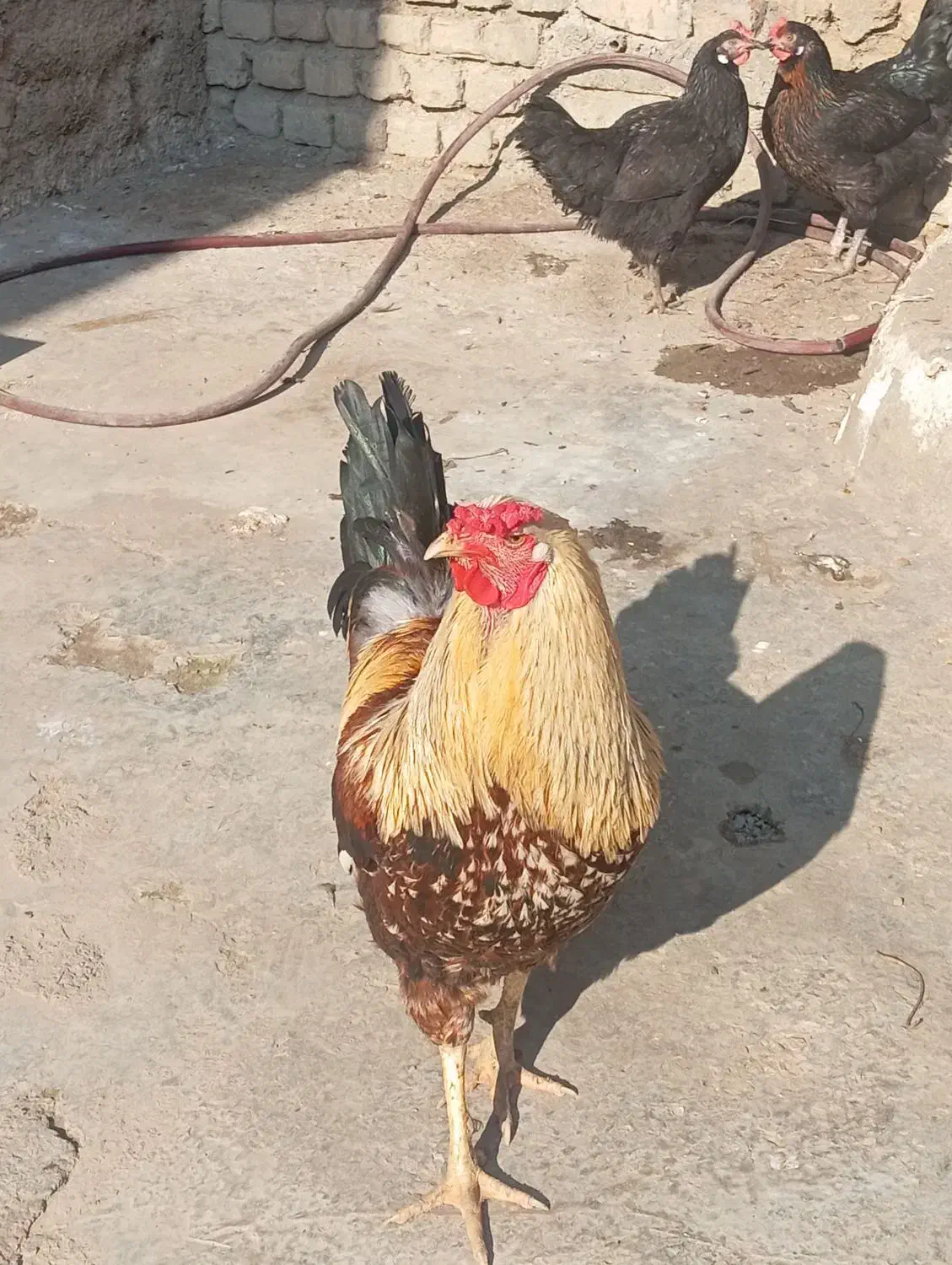 مرغ وخروس محلی اصیل|حیوانات مزرعه|جلین, |دیوار