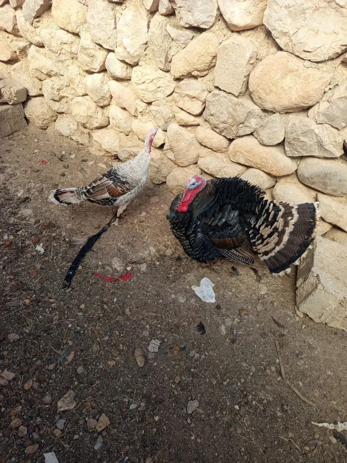 یک جفت بوقلمون نر و ماده|حیوانات مزرعه|سپیدان, |دیوار