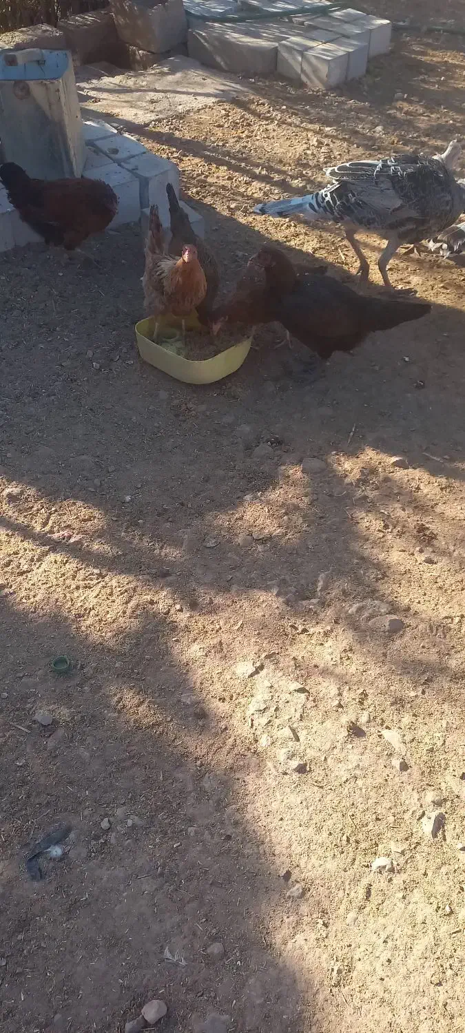 مرغبوقلموفروشی|حیوانات مزرعه|کرمان, |دیوار