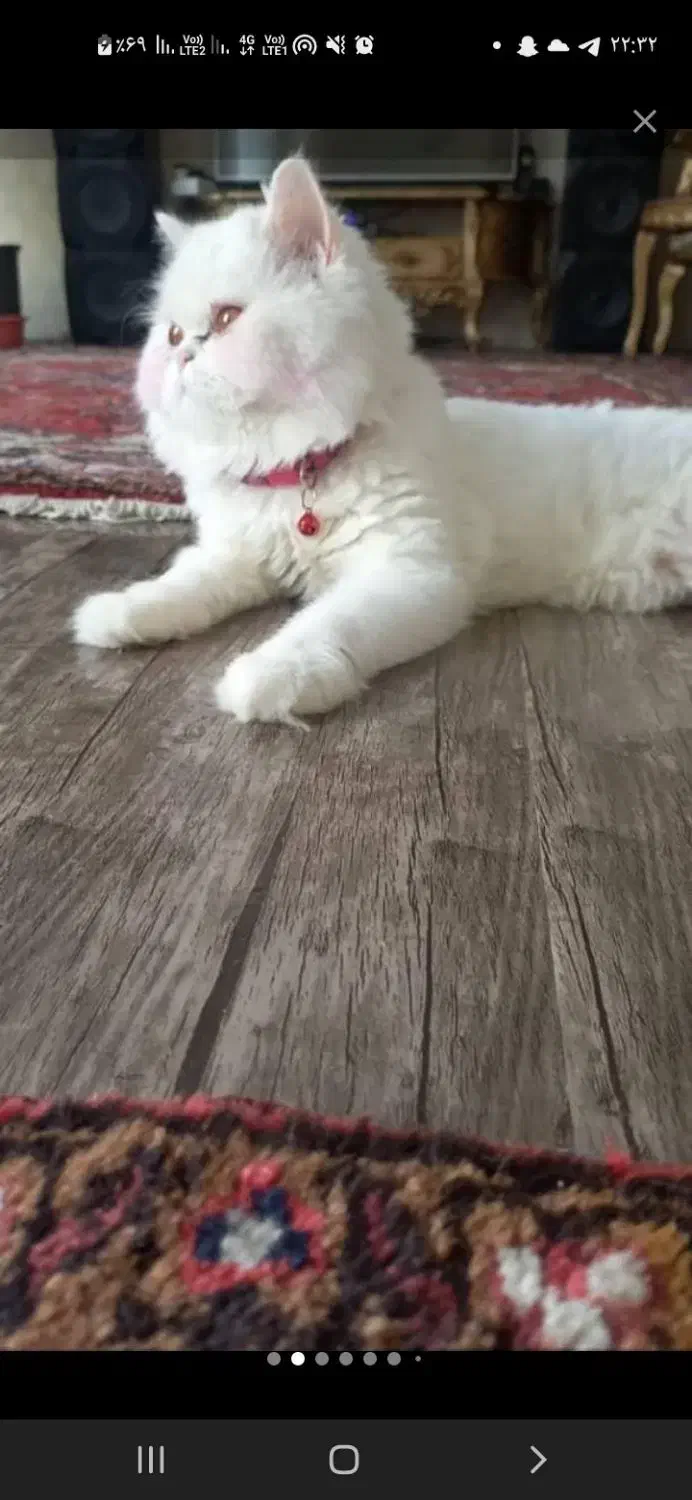 گربه پرشین بیرتیش|گربه|ایواوغلی, |دیوار