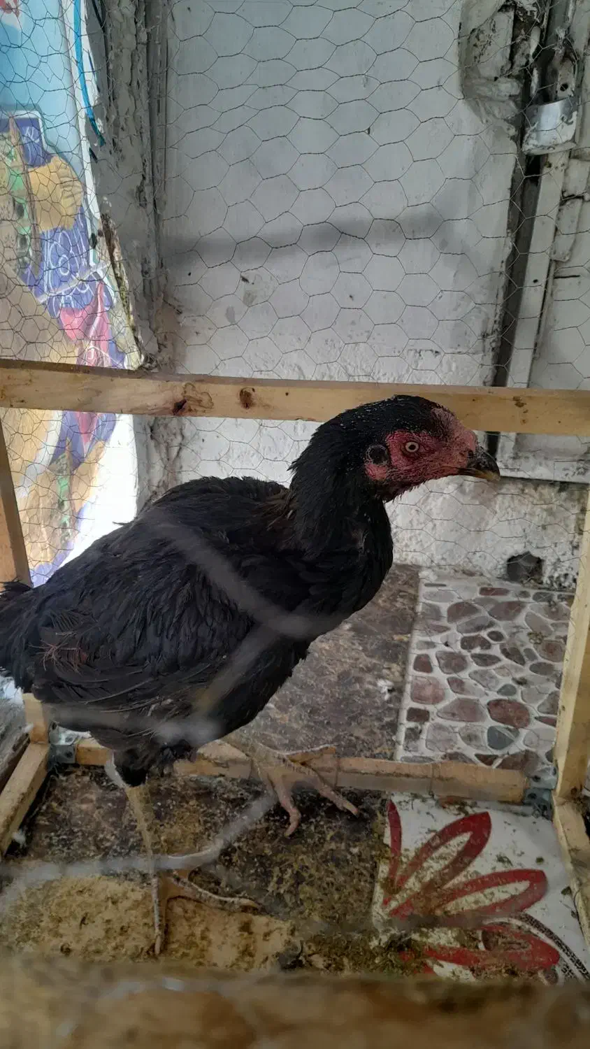 مرغ لاری اصیل|پرنده|بروجرد, |دیوار