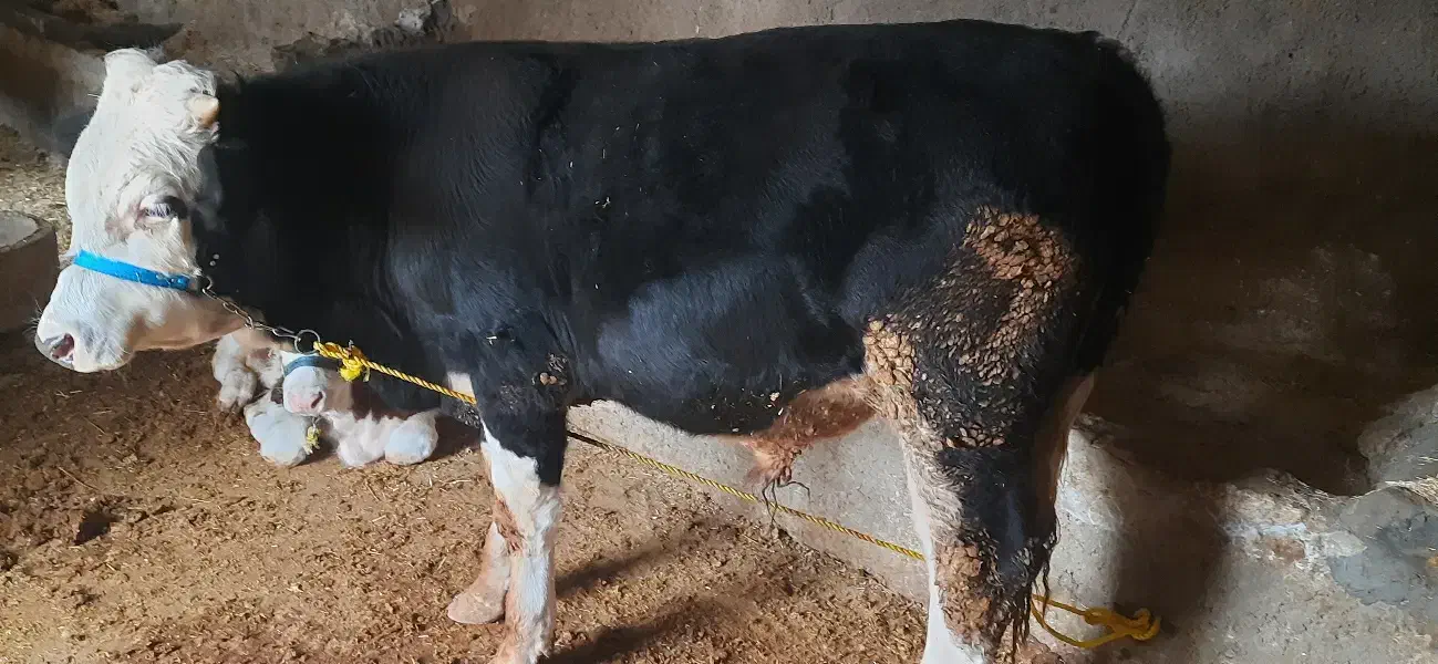 گوساله نر حدودا ۳۰۰ کیلو|حیوانات مزرعه|سرپل ذهاب, |دیوار