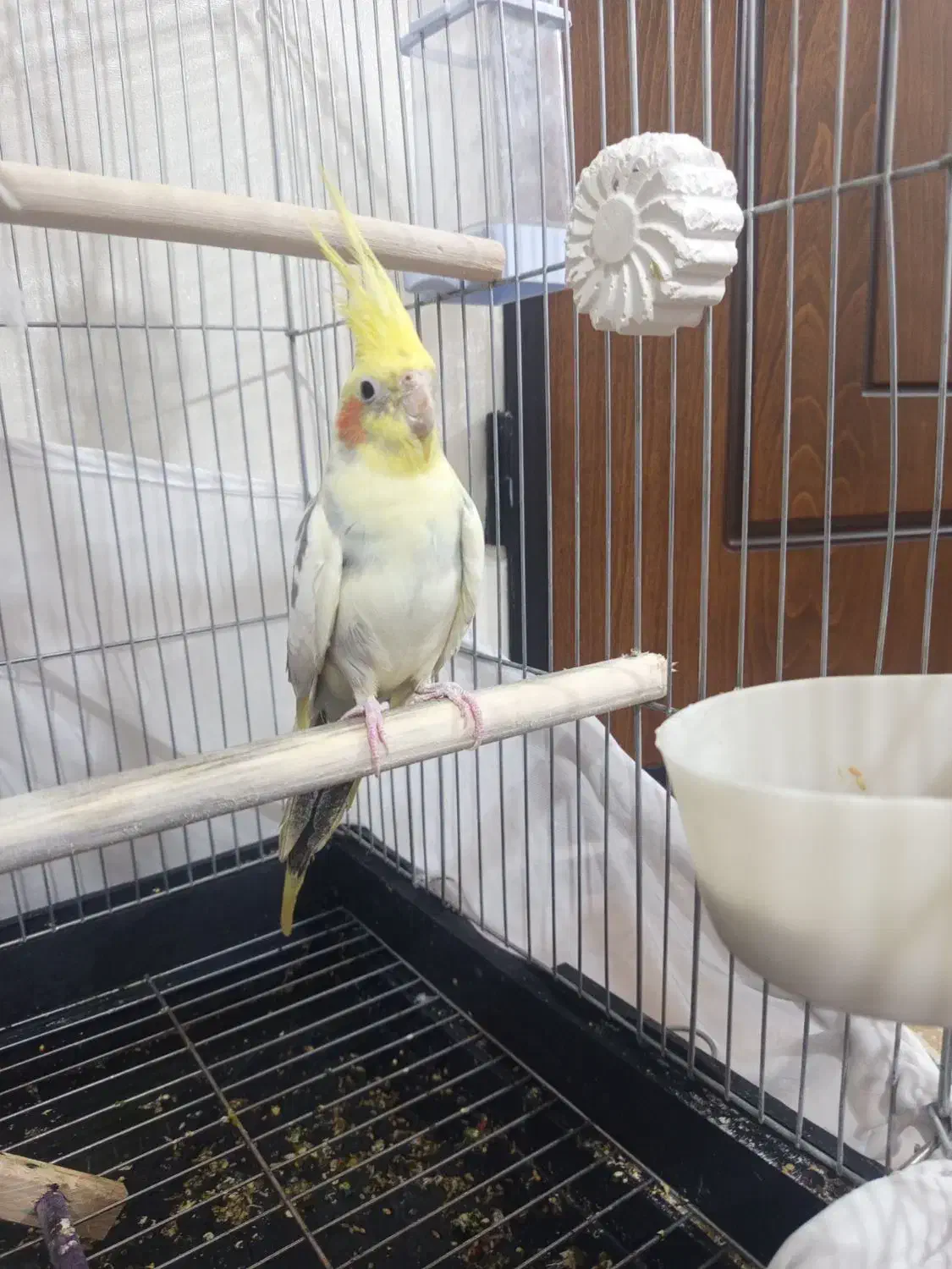 عروس هلندی نر و بسیار سر حال|پرنده|دماوند, گیلاوند|دیوار