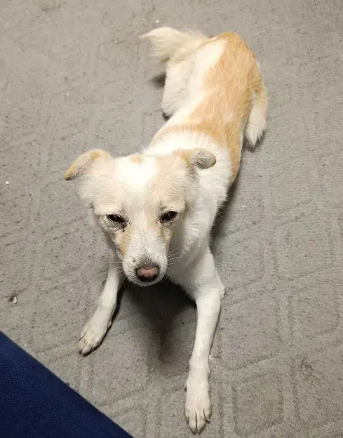 سگ پیدا شده|حیوانات|تبریز, |دیوار