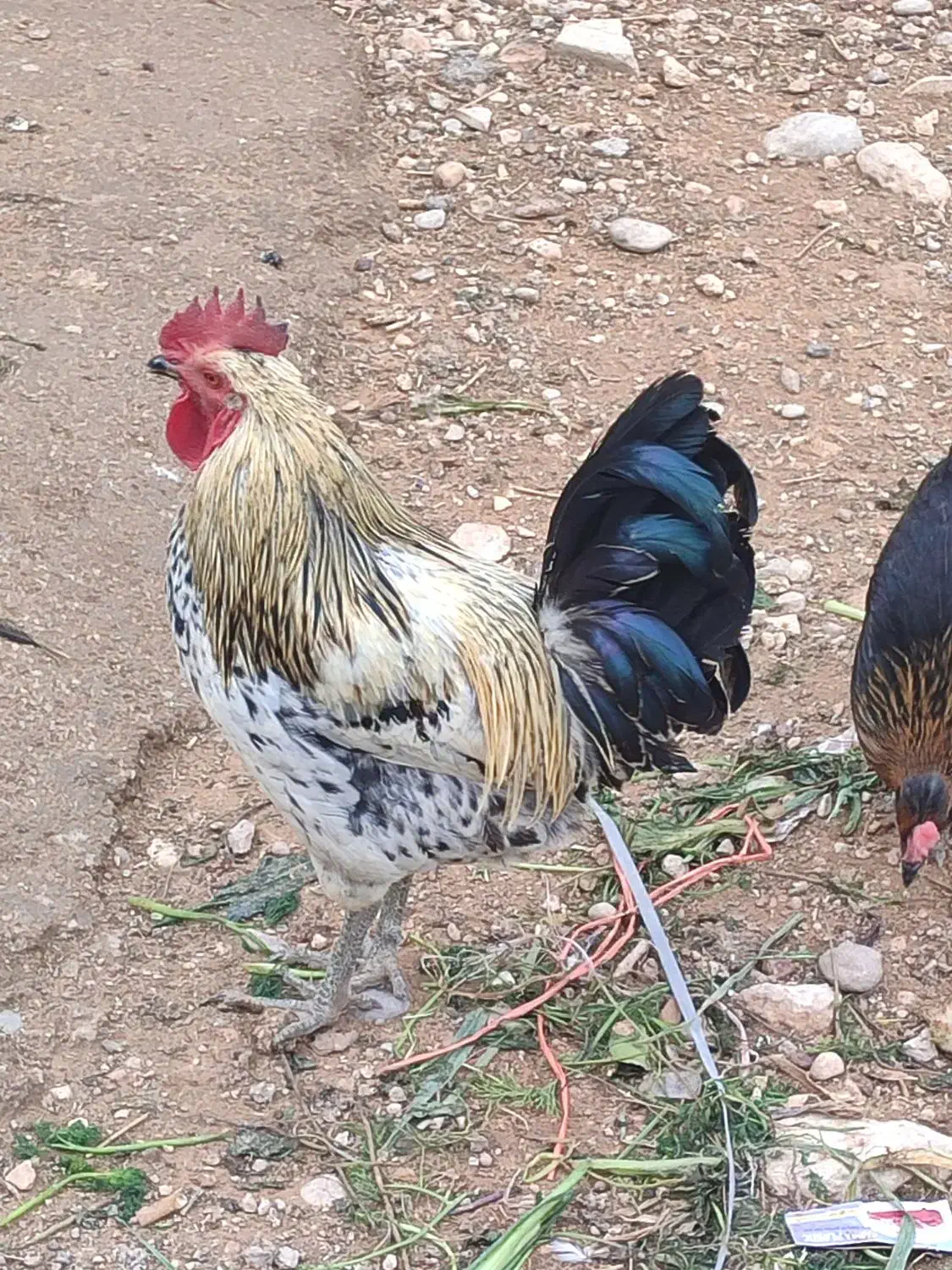 مرغ و خروس محلی|حیوانات مزرعه|شیراز, محمدیه|دیوار