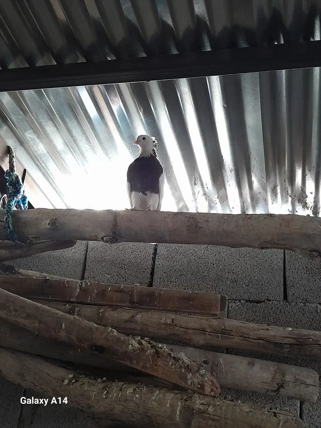 کبوتر طوقی نروماده|پرنده|آبدانان, |دیوار