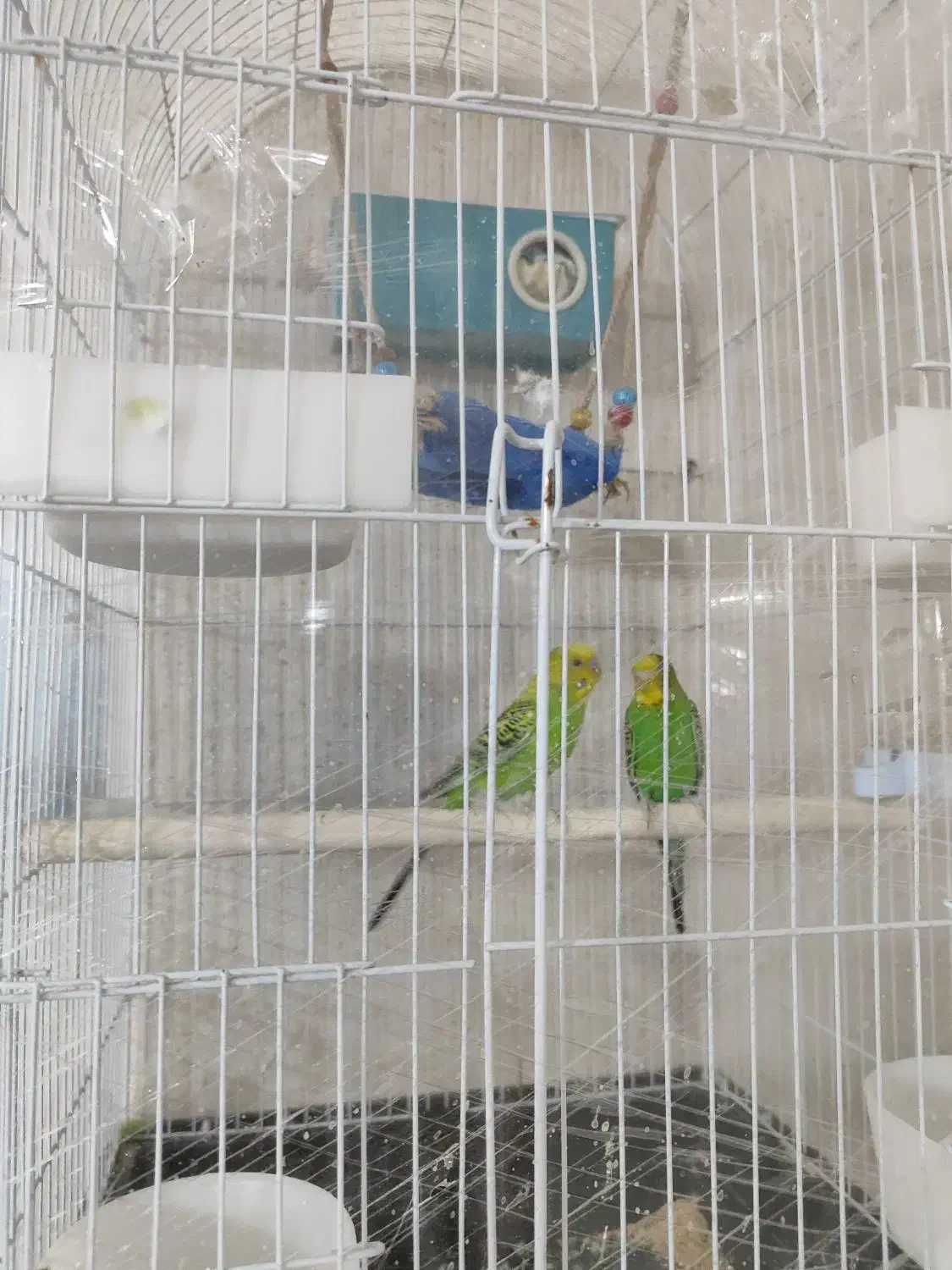 مرغ عشق|پرنده|سیرجان, |دیوار